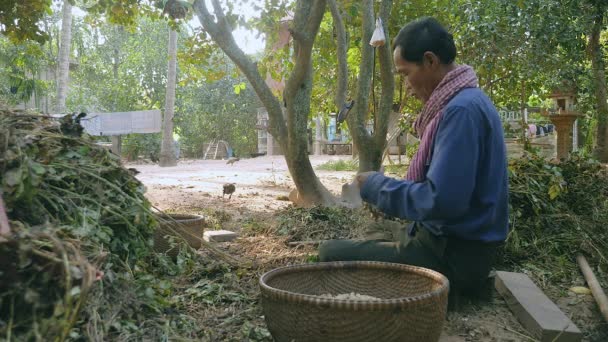 Фермер, сидящий скрестив ноги на земле фермы и вытаскивая арахис с собранных растений — стоковое видео