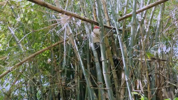 Imker holt Bienenwabe aus Bienenstock zwischen Bambuspflanzen — Stockvideo