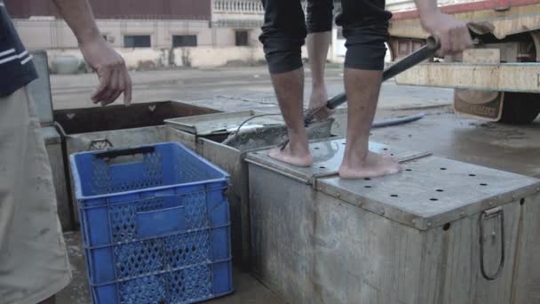 Trasferimento di pesci vivi da casse per la pesca del metallo a casse di plastica mediante rete a mano — Video Stock