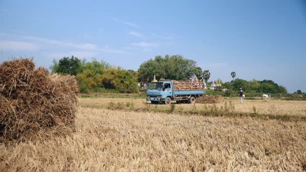 Фермеры грузят связки сена с рисового поля в пикап — стоковое видео