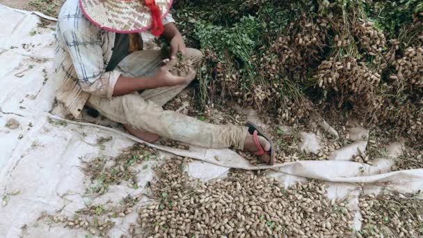Agricultor sentado en un campo y arrancando cacahuetes de las plantas cosechadas — Vídeo de stock