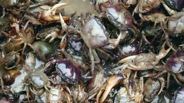 Gros plan sur les crabes capturés dans les rizières — Video