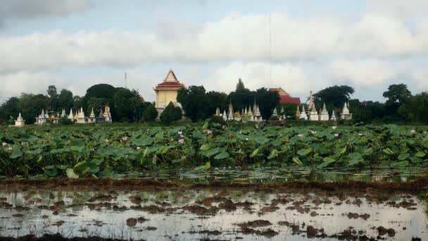 Gebied van lotus en pagode in de achtergrond — Stockvideo