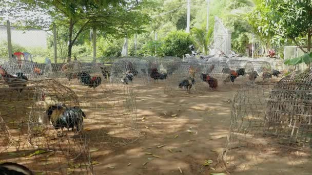 Dezenas de galos em gaiolas de arame no meio de uma fazenda — Vídeo de Stock