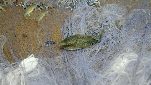 Blowfish acostado fuera del agua en una red de pesca con otros peces capturados luchando para escapar mientras enredados en la red — Vídeos de Stock