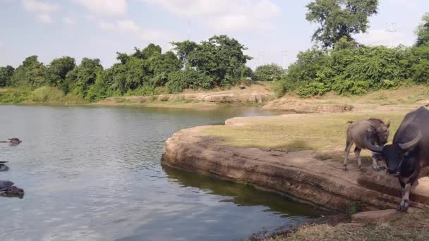 Búfalo de água e bezerro andando até a lagoa e juntando-se a outros para banho — Vídeo de Stock