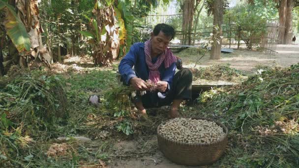 Agricultor sentado con las piernas cruzadas en el suelo de un corral y arrancando cacahuetes de las plantas cosechadas — Vídeos de Stock
