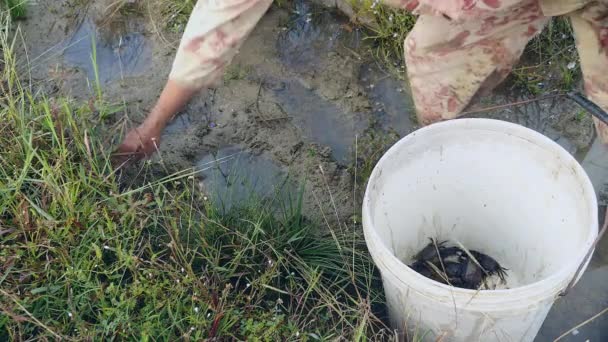 Cangrejo cazador la captura de cangrejos de barro en arroz con cáscara suelo — Vídeo de stock