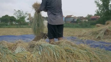 Bir oluklu ahşap platformda elle Uçan kuştan dayak çiftçi salkım tahıl ayırmak için