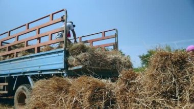 Çiftçiler saman demetleri bir kamyonet pirinç alan yükleme