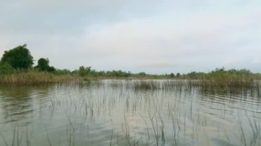 bir göl acil bitki örtüsü ile bir yolculuk sırasında küçük Motorlu tekne