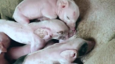 sow'ın emzikleri açgözlü ve onların anne sütü emzirmek için mücadele yenidoğan domuz yavruları