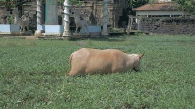 Albino su bufalo bir fen bitki örtüsü üzerinde otlatma