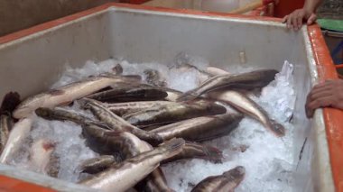 Balıkçılar ezilmiş buz dolu bir göğüs içinde yakalanan nehir balık atma