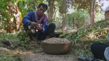 bir çiftlik avlusu yere bağdaş kurup oturmuş ve fıstık çekerek çiftçilerin bitkileri hasat