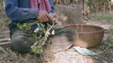bitkiler bir çiftlik avlusu yere bağdaş kurup oturmuş ve fıstık çekerek Çiftçi hasat