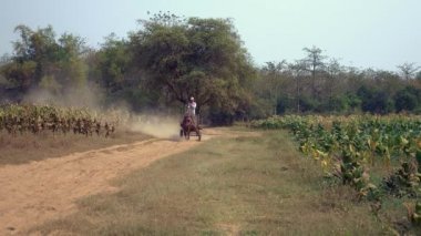 Bir boş at arabası ile tütün alanlar tozlu toprak yol üzerinde sürüş çiftçi