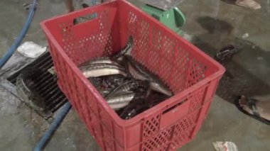 Plastik Kasa canlı balıkların transferi