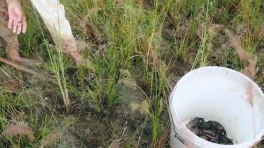 Pirinç alan toprağa kazma ve çamur yengeçler yakalamak Yengeç avcısı
