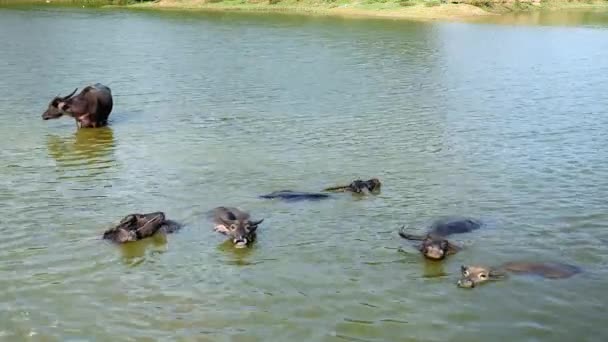 Vattenbufflar i vatten under bad tid — Stockvideo