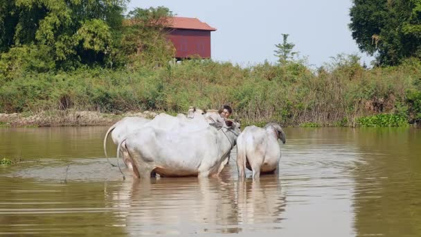 Молодой фермер моет стадо белых коров в пруду — стоковое видео