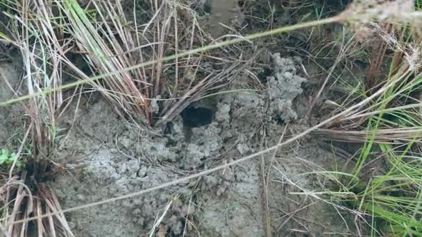 Primer plano del cazador de cangrejos atrapando cangrejos de barro en el suelo del campo de arroz — Vídeos de Stock