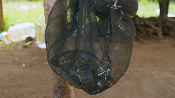 Serpiente atrapada viva en una red (de cerca  ) — Vídeo de stock