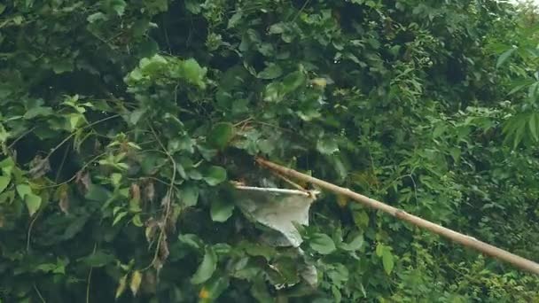 Captura de hormigas de árbol con una bolsa de embudo de mano — Vídeo de stock