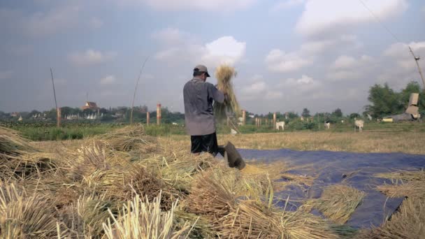 Bir oluklu ahşap platformda elle Uçan kuştan dayak çiftçi salkım tahıl ayırmak için — Stok video