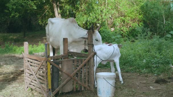 Weiße Kuh mit Kalb auf einem Bauernhof — Stockvideo