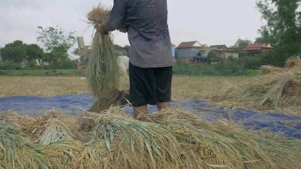 Фермер бив соломинки вручну на щілинній дерев'яній платформі, щоб відокремити зерно від плитки — стокове відео
