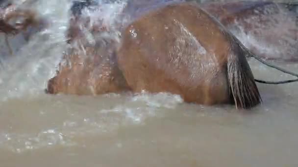 Close-up op rivier paard wassen — Stockvideo