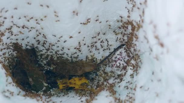 Close-up op boom mieren gevangen in een trechter van de handzak — Stockvideo