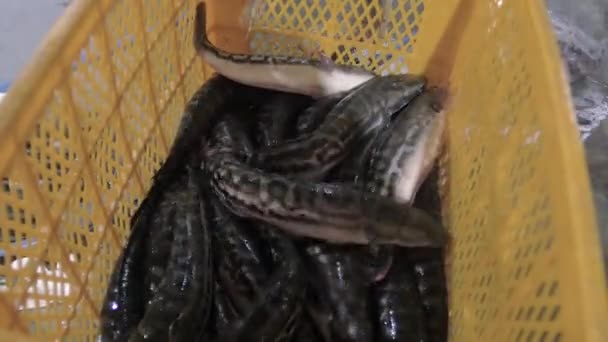 Close up of transfer of live fishes from metal fishing boxes to plastic crates using a hand net — Stock Video