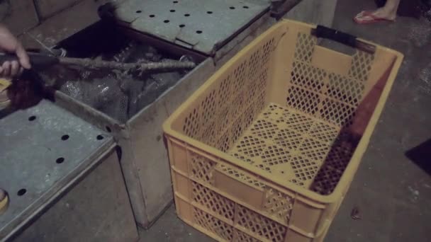 Transferência de peixes vivos de caixas de pesca de metal para caixas de plástico utilizando uma rede de mão — Vídeo de Stock