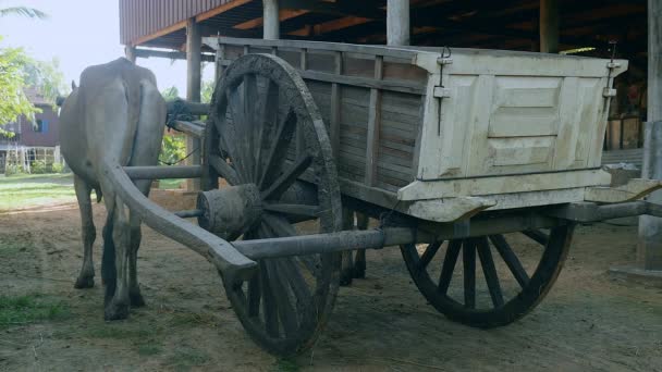 Gros plan arrière sur un chariot à bœufs fixe à l'ombre d'une cour de ferme — Video