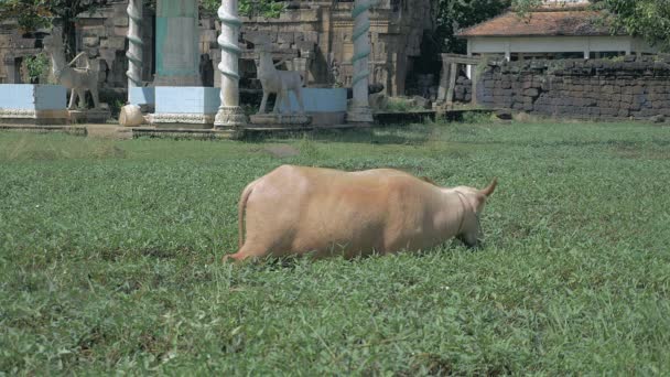 Búfalo de agua albino pastando en una vegetación de frondosas — Vídeos de Stock