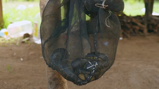 Snake caught alive into a net ( close up ) — Stock Video