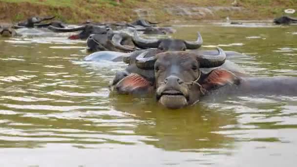 Water buffaloes in water during bath time ( close up ) — Stock Video