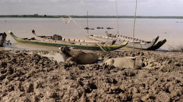 Water buffaloes lying in shallow muddy waters — Stock Video