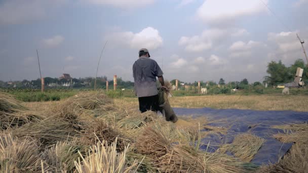 Bir oluklu ahşap platformda elle Uçan kuştan dayak çiftçi salkım tahıl ayırmak için — Stok video