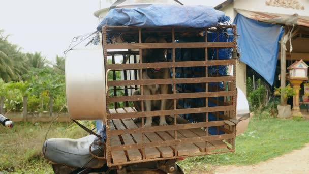 Chiens sauvages dans une cage à l'arrière d'une moto ; À transporter dans un restaurant à vendre — Video