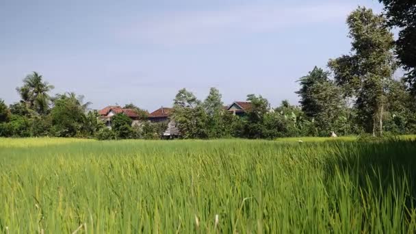 Vista a nivel del suelo de las plantas de arroz con cáscara verde soplando en el viento bajo el cielo despejado — Vídeo de stock