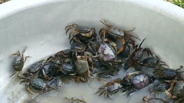 Primer plano en una cuenca de cangrejos capturados en campos de arroz por un cazador de cangrejos — Vídeos de Stock