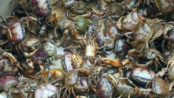 Gros plan sur les crabes capturés dans les rizières — Video