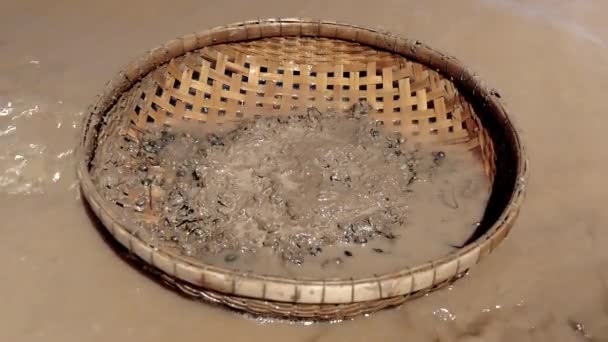 Vrouw graven voor kokkels in de rivier-bodem met een bamboe mandje onderdompelen in het water naast haar — Stockvideo