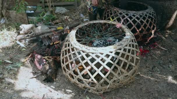 Agricultor recogiendo pollos muertos para estar preparado para cocinar — Vídeos de Stock