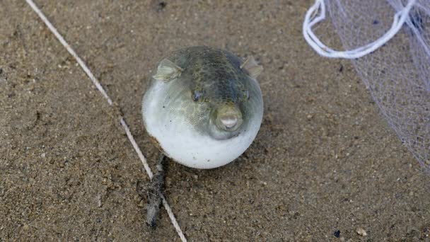 Uppblåst Blowfish Fångad från floden — Stockvideo