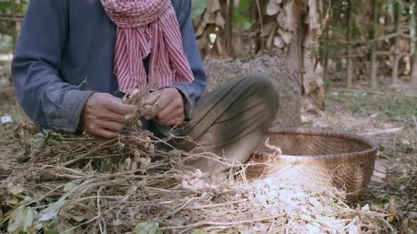 Rolnik siedzący ze skrzyżowanymi nogami na ziemi gospodarski i ściągając orzeszki ziemne zebranych roślin — Wideo stockowe