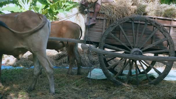 Farmer preparing ox cart for unloading bundles of rice straw from the wooden cart onto a ground tarp — Stock Video